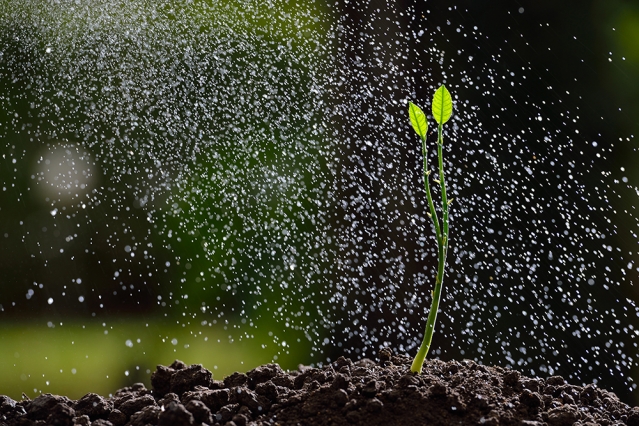 water droplets on sprouting plants