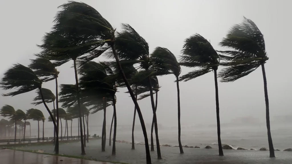 Palm trees in a hurricaine