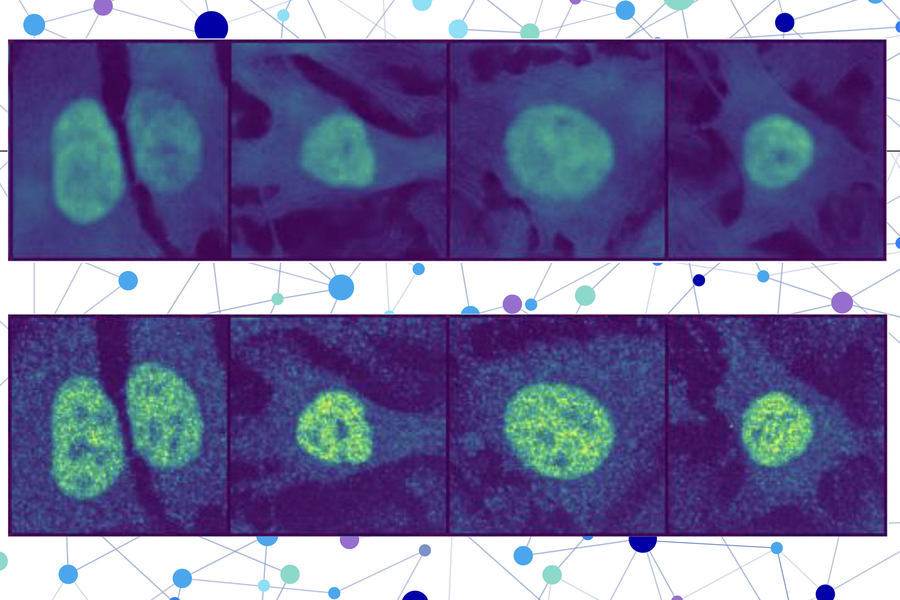 Two rows of cells under a microscope. The top row shows the model’s prediction of unseen cell lines and proteins, while the bottom row shows the experimental validation.